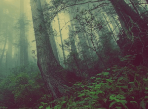 img 5bc60afe249df Samuelssons Rapport